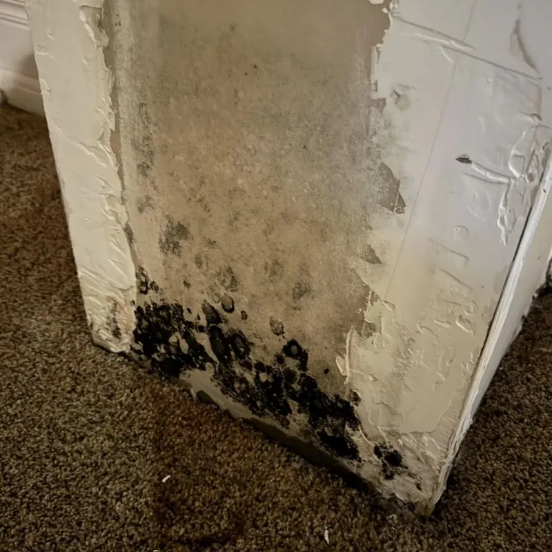 Professional Mold Removal in Shawnee County, KS
